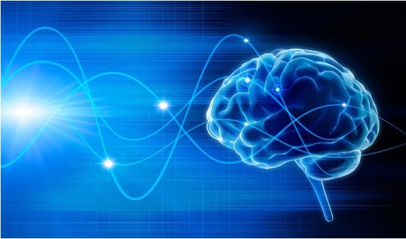 brain from brochure